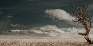 Z czym wymieszać ziemię do kwiatów?