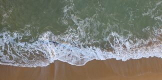 Co trzeba zrobić żeby ożywić kwiaty w doniczkach?