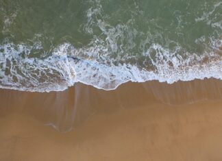 Co trzeba zrobić żeby ożywić kwiaty w doniczkach?