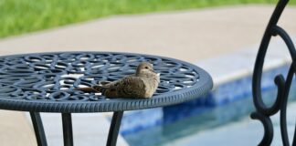 Ile dni może być woda w basenie?