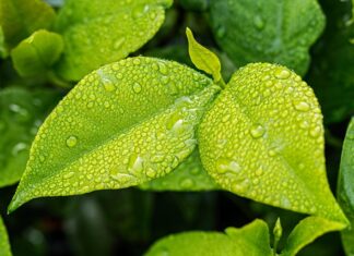 Co zrobić aby utrzymać na dłużej wilgoć w doniczce?