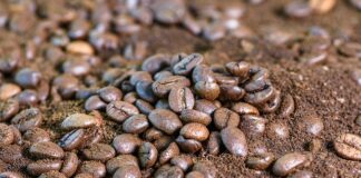Jak stosować fusy z kawy do kwiatów?