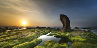 Skąd się biorą glony w basenie?