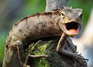 Jak podłączyć Hue do telewizora?