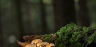 Co to są listwy przyszybowe?