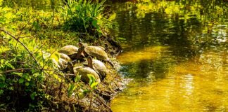 Czy woda w basenie nagrzeje się pod przykryciem?