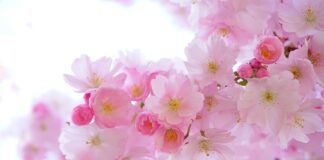 Czy wodą z solą szkodzi roślinom?