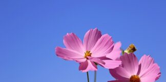 Czym podlewać kwiatki żeby szybko rosły?