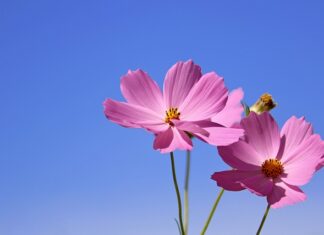 Czym podlewać kwiatki żeby szybko rosły?