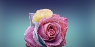 Co oznacza jedna czerwona róża?