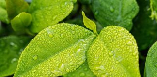 Co zatrzymuje wilgoć w glebie?