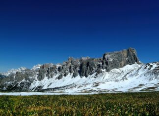 Jak zrobić nawóz z fusów kawy?
