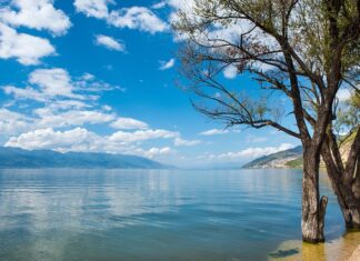 Jak działa system dali?