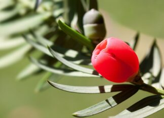 Z czego można zrobić osłonkę na doniczkę?