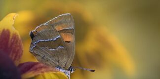 Jak myć okna żeby nie było smug?