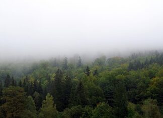 Jak zasłonić barierki na balkonie?