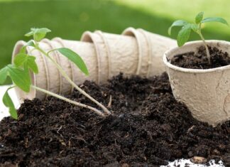 Kiedy nie przesadzać roślin?