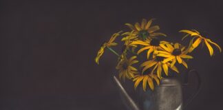 Czy wodą z płynem do mycia naczyń nadaje się do podlewania roślin?