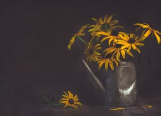 Czy wodą z płynem do mycia naczyń nadaje się do podlewania roślin?