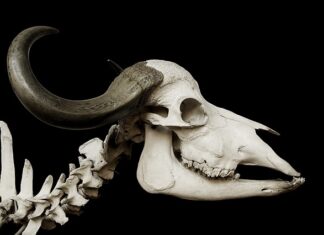 Czy klakson działa bez zapłonu?