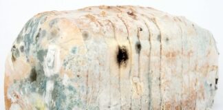 Jak penicylina zabija bakterie?