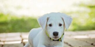 Czy obroża dusi psa?