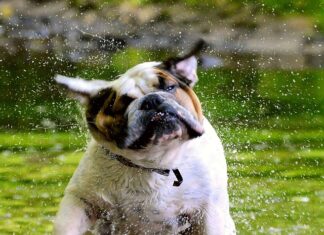 Czy warto kupić anglika w Polsce?