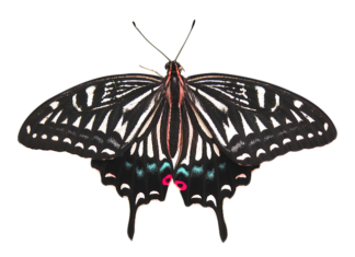 Ile kosztuje usunięcie katalizatora?