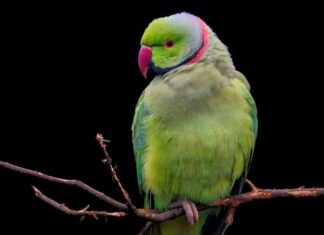 Z czego można zrobić obroże dla psa? Z czego można zrobić obroże dla psa?