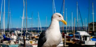 Czy Policja ma prawo przeszukać majtki?